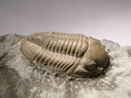 Cummingella belisama belisama-Tournaisien-(photo & coll DLE)